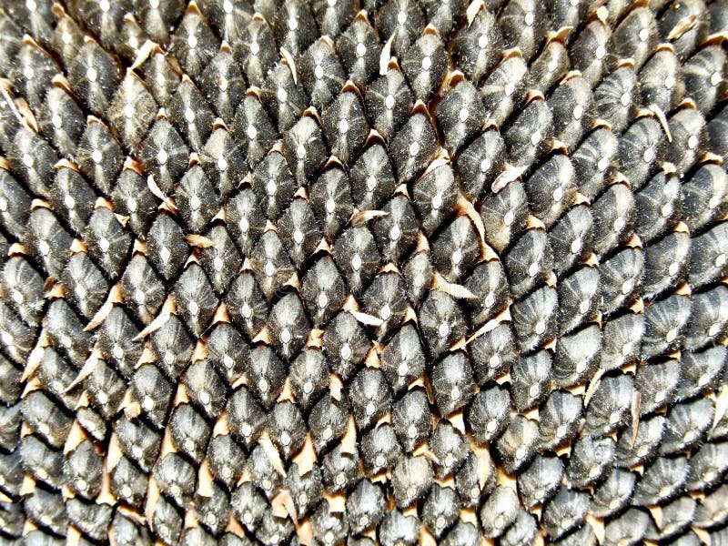 Sun flower seed stock photography