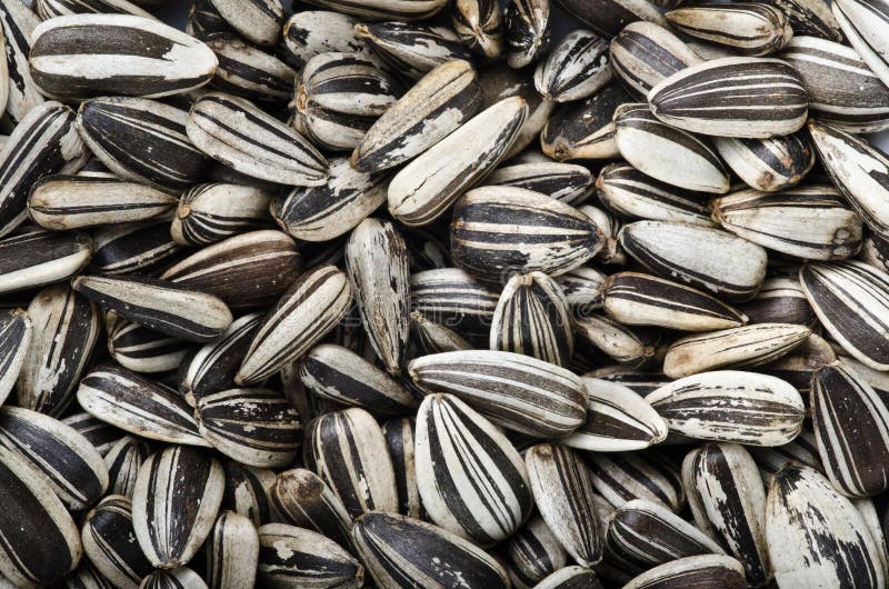 Sun flower seeds stock image. Image of pattern, nutrition - 22167393