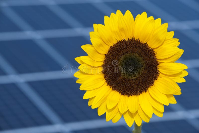 Sun flower and sun energy royalty free stock photos Sun flower and sun energy royalty free stock photos