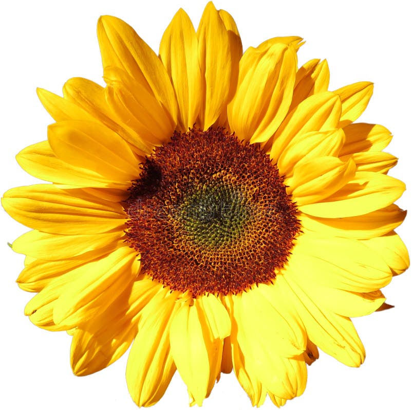 Sun flower on transparent background in the additional png file