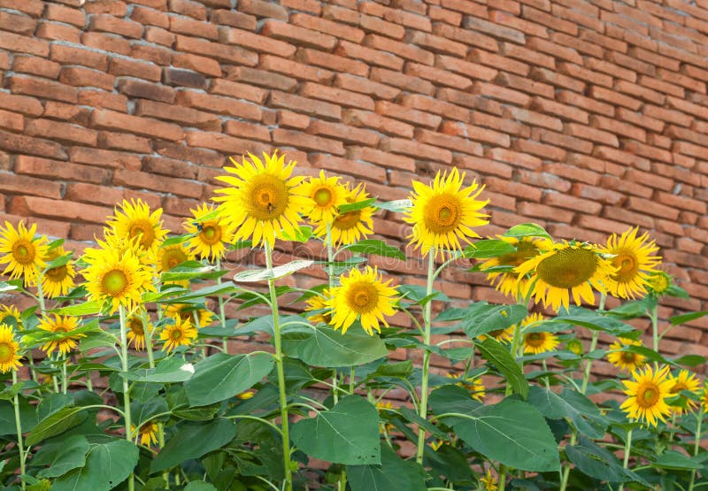 Sun flowers with ancient bricks