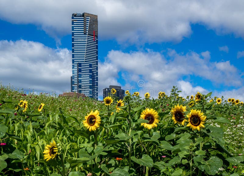 skyscraper sunflower skyscraper sunflower