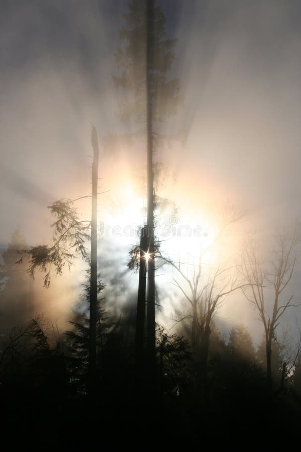 Sun through fog and trees