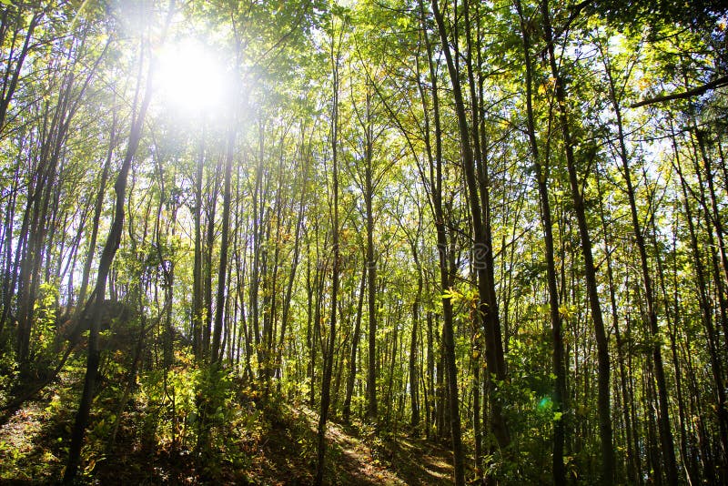 Sun in the forest stock image