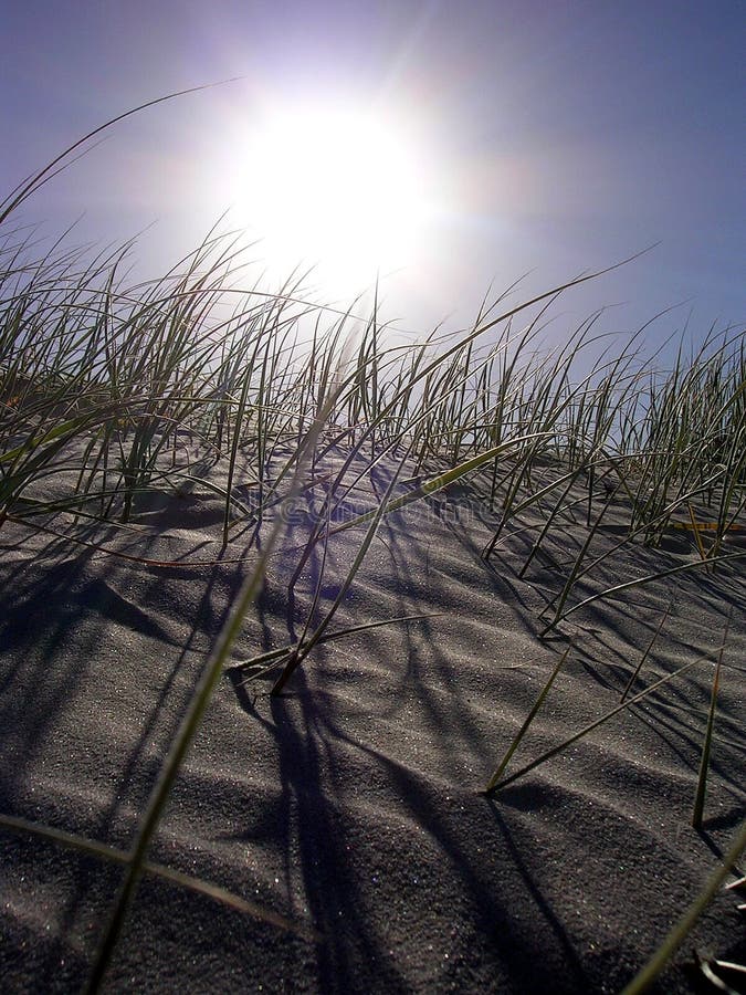 Sun Grass Sand