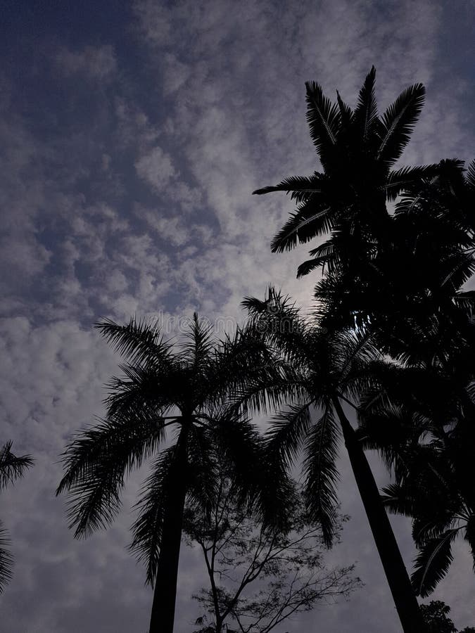 Palm Sunday 2025 Unveiled: What Reality Hides Behind the Palm Splendor