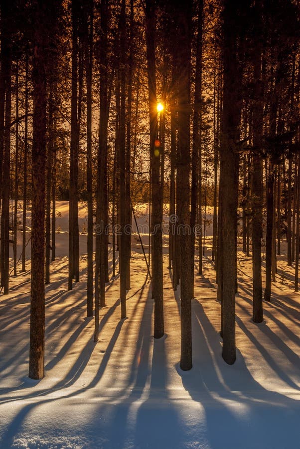 Colored trees and lone shadows in the morning sun. Colored trees and lone shadows in the morning sun