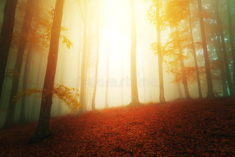 Sun-Lichter in der Fantasieholzlandschaft mit Nebel zwischen Bäumen stockbild Sun-Lichter in der Fantasieholzlandschaft mit Nebel zwischen Bäumen stockbild