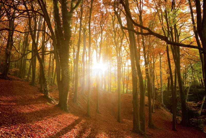 Sun-Lichtstrahlen durch einen Herbstwald.