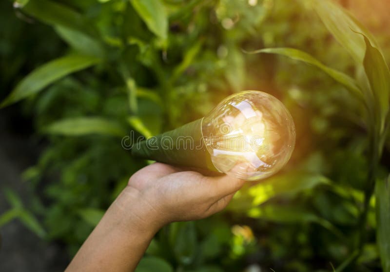 Light Bulbs that Grow, in the Concept of Energy in Nature. Stock Photo Image of leaf, bulbs