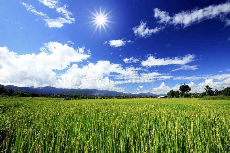 Sun light over green rice farm