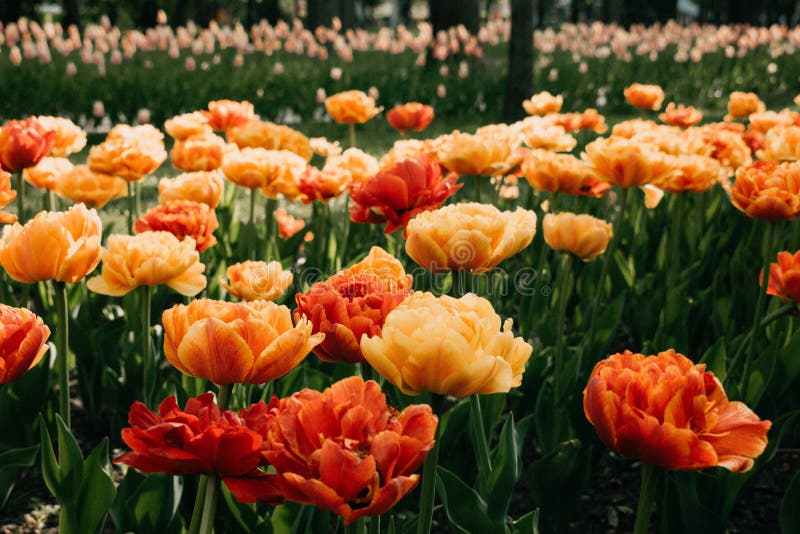 Sun Lover Tulip variety. Big, sunny yellow orange tulips with lots of frilly petals. Colorful tulips in the flower garden, royalty free stock photos Sun Lover Tulip variety. Big, sunny yellow orange tulips with lots of frilly petals. Colorful tulips in the flower garden, royalty free stock photos