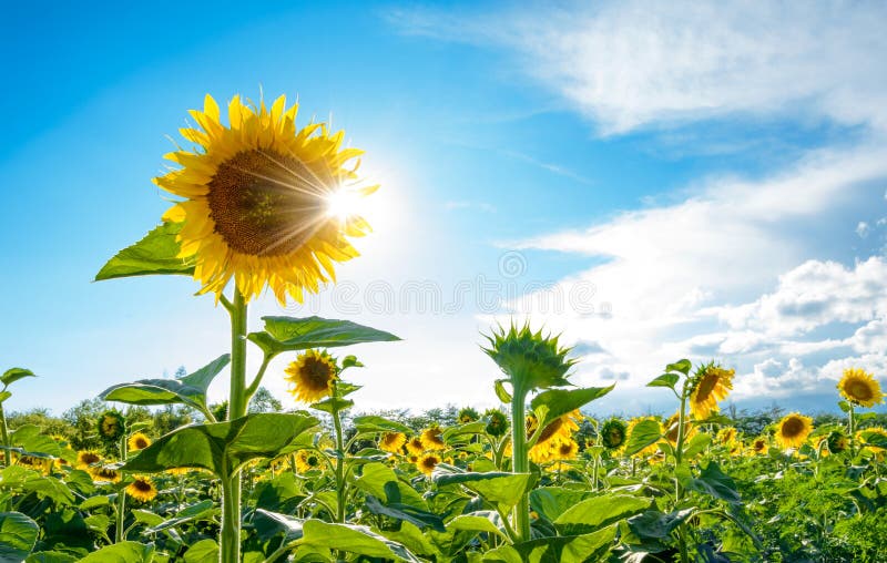 Sun lumineux brille par les pétales du beau tournesol image stock