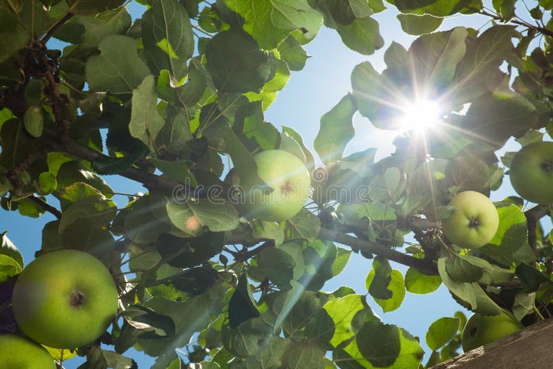 Sun passa tramite i fogli di melo immagini stock