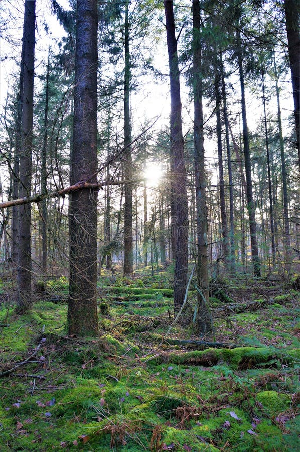 Sun peeking through the trees in de woods royalty free stock image Sun peeking through the trees in de woods royalty free stock image