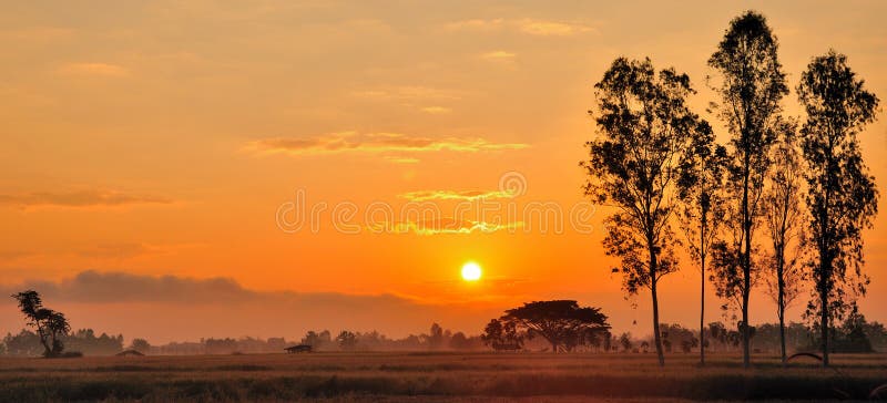 Sun a placé au gisement de riz image stock Sun a placé au gisement de riz image stock