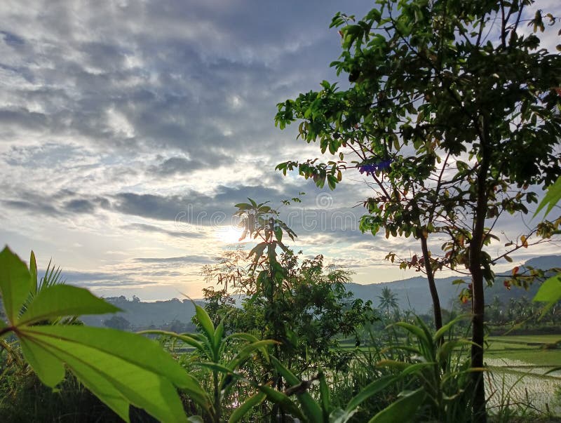 The Sun and Plants in the Afternoon are Beautiful. Taken in the