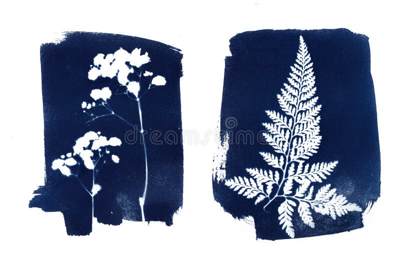 4+ Thousand Cyanotype Royalty-Free Images, Stock Photos & Pictures