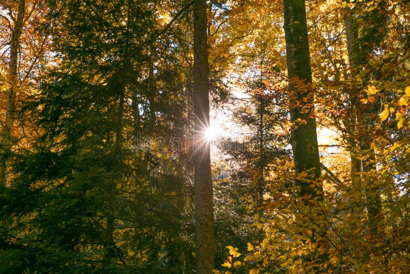 Sun que brilla a través de Forest Trees Foliage en otoño imágenes de archivo libres de regalías Sun que brilla a través de Forest Trees Foliage en otoño imágenes de archivo libres de regalías