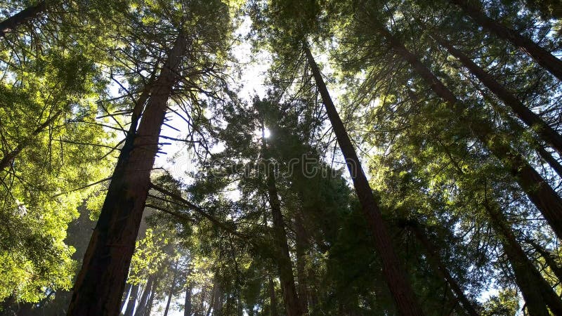 Sun que brilla a través de árboles costeros de la secoya en el monumento nacional de maderas del muir