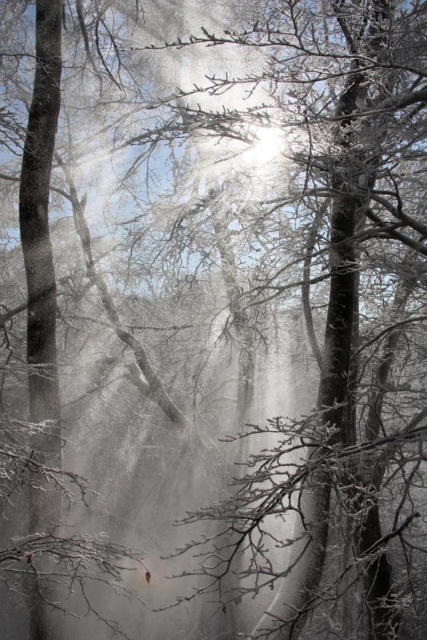 Sun rays against winter forest