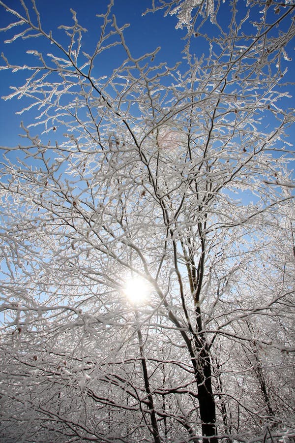 Sun rays against winter forest