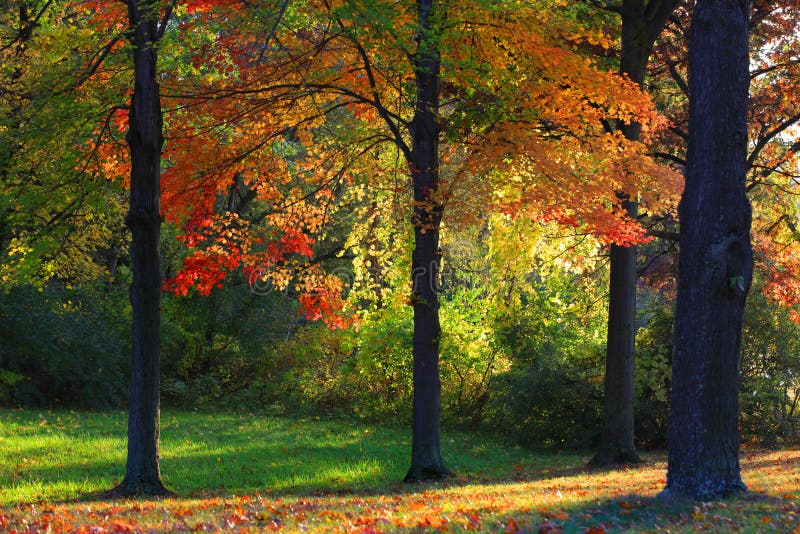 Sun rays through autumn trees stock images