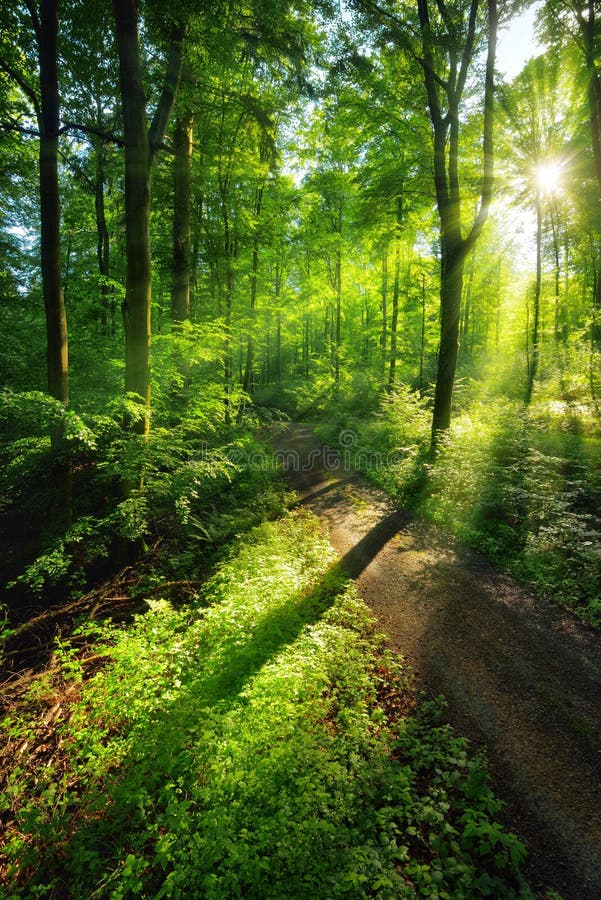 Scenery of light and shadows on a forest path