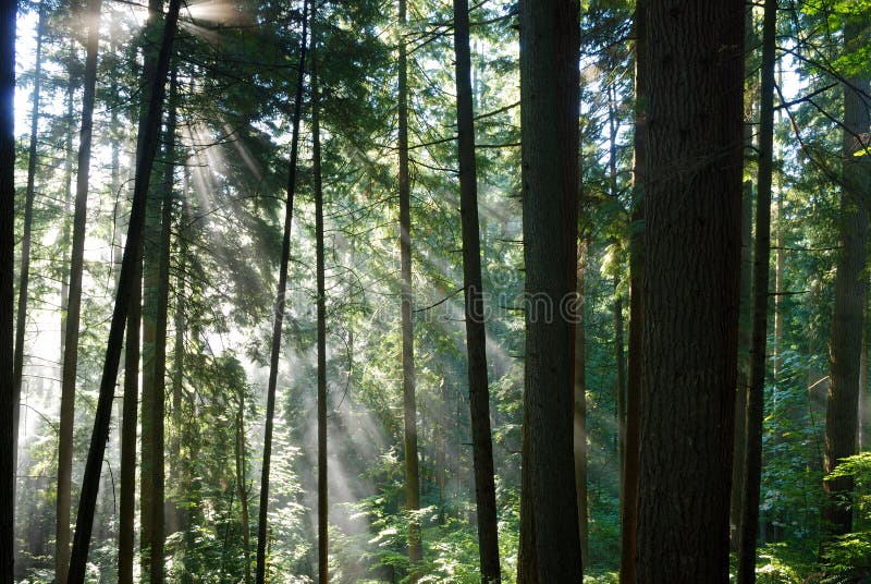 Sun rays, einen nebelhaften Vorderteil kreuzend stockfotografie Sun rays, einen nebelhaften Vorderteil kreuzend stockfotografie