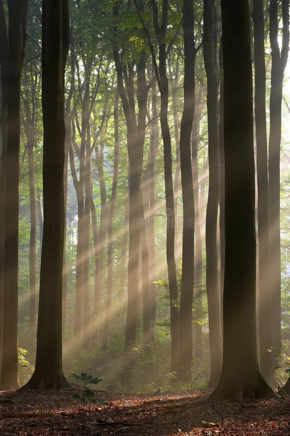 Sun rays, einen nebelhaften Wald kreuzend, der in einem frühen Herbstmorgen fotografiert wird. stockbild