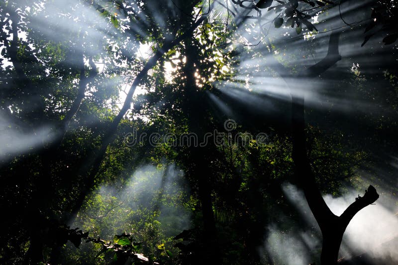 Sun rays in a forest