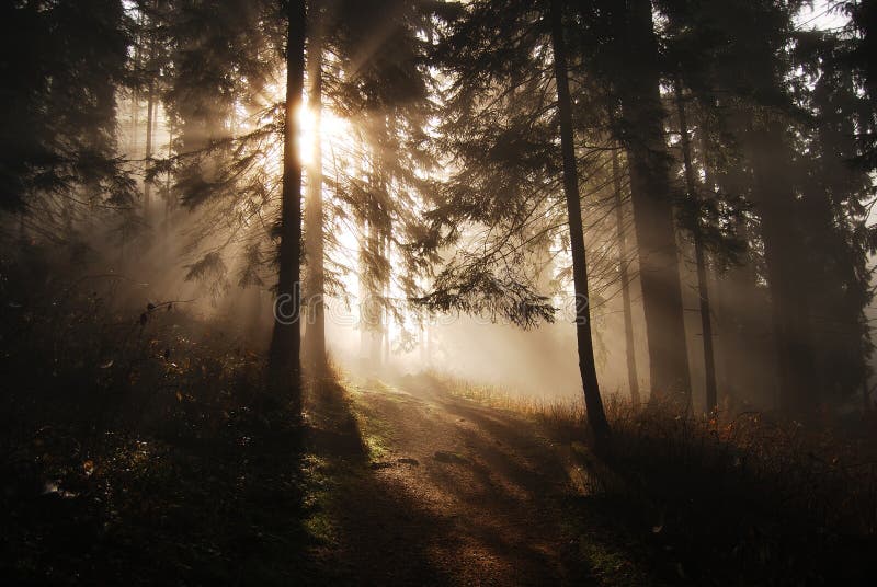 Sun rays in a forest stock image Sun rays in a forest stock image