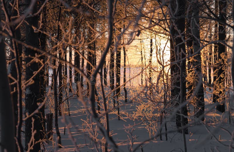 Sun rays through leafless trees