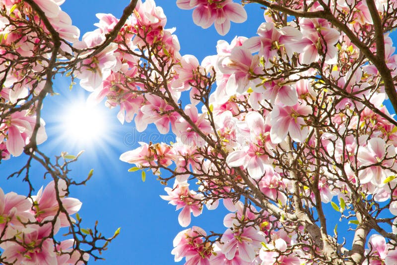 Sun rays on a magnolia tree