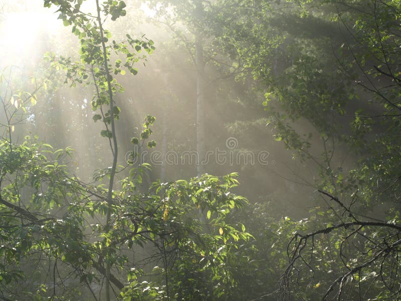 Sun Rays in Misty Forest