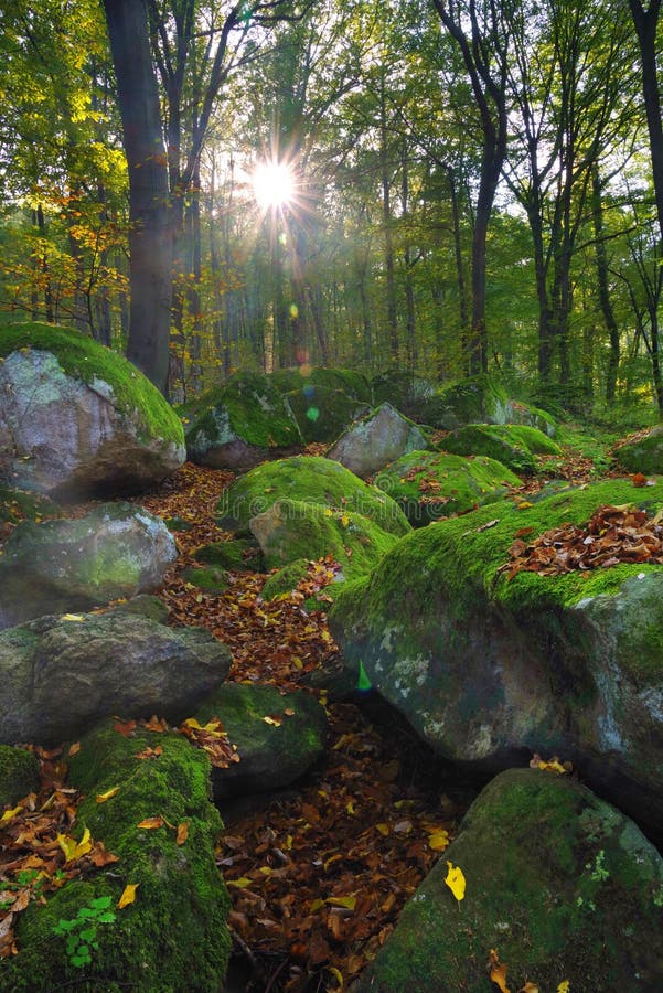 The Sun Rays Pass Through The Trees And Glow In The Foreground