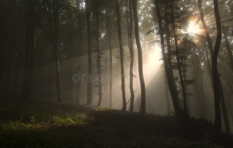 Sun rays shining trough fog in a forest