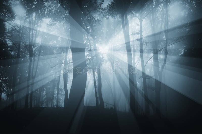 Sun rays in spooky forest with blue fog