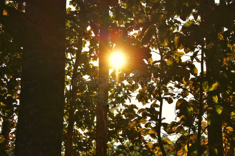 Sun`s golden rays Piercing through the tree leaves in the forest in Ukium Assam stock photography