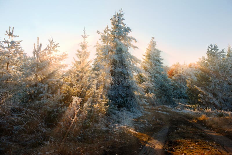 Sun sets behind the trees