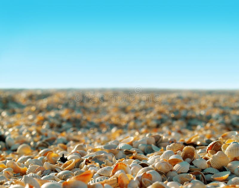 Sun shells beach