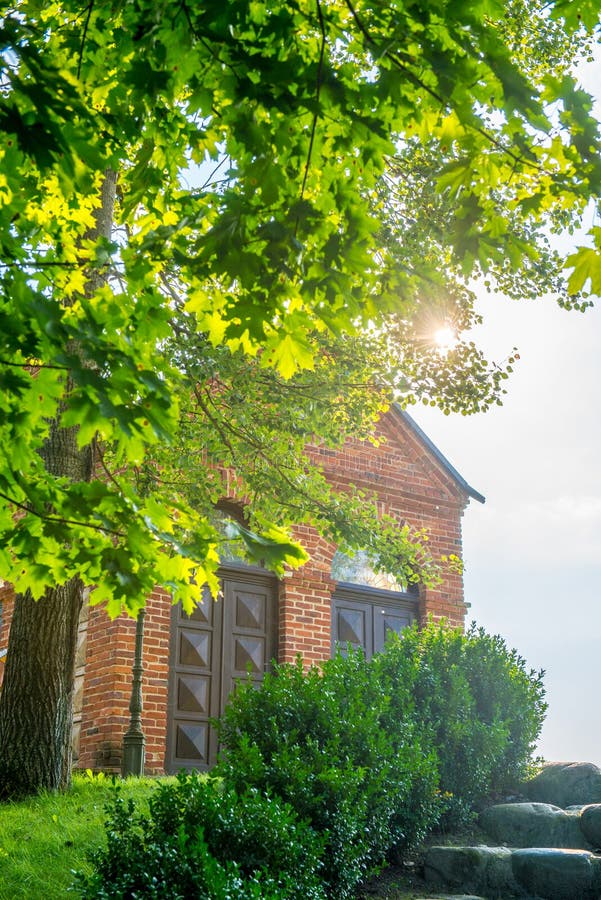 Sun Shine through Tree Leaves Stock Photo Image of leaves, summer