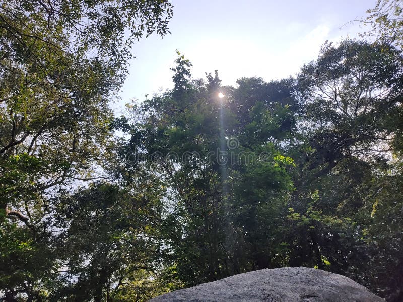 Sun shine with tree stock photo. Image of nature, forest 213361842