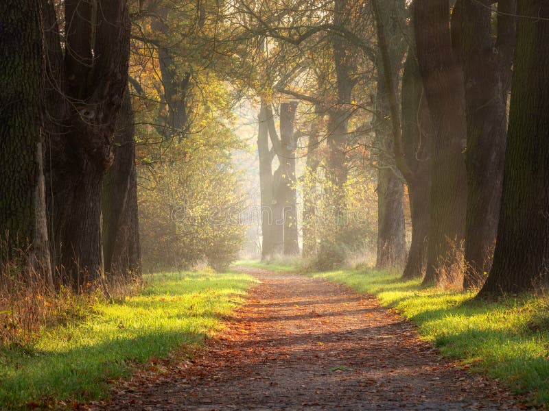 The Sun is Shining through Avenue of Oak Trees Stock Image Image of