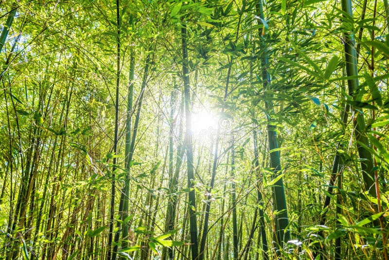 Sun Shining through Bamboo Trees in a Forest. Stock Image Image of