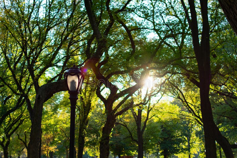 Central Park Street Lamp Bright Trees Stock Photos - Free & Royalty ...