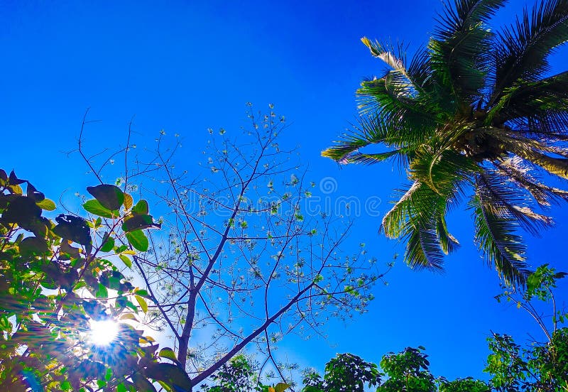 The Sun is Shining Brightly Stock Photo - Image of light, shrub: 261730142