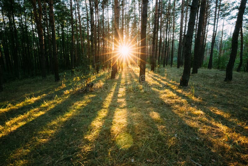 Sun Shining Through Forest Trees Woods Sunset Sunrise In Summer Stock