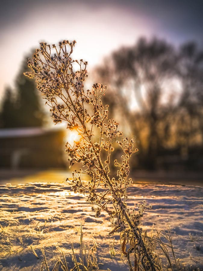 Sun Shining through the Grass Stalk in Morning - Isolated Branch, Vintage  Look Edit Stock Photo - Image of latvia, scenery: 212196598