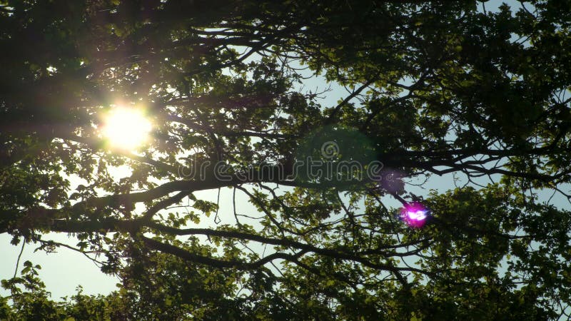 Sun shining through the leaves and branches of an oak tree in the British or English countryside
